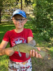 Tench