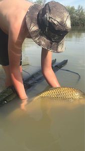 Common Carp