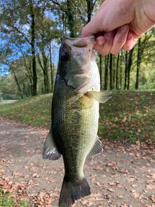 Largemouth Bass