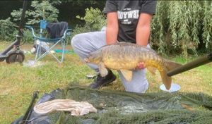 Mirror Carp