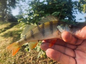 European Perch