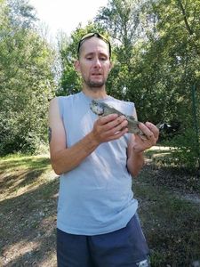 Rainbow Trout