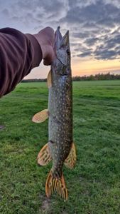 Northern Pike