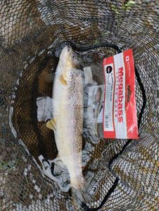 Brown Trout