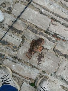 Brown Scorpionfish