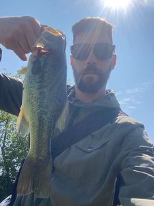 Largemouth Bass