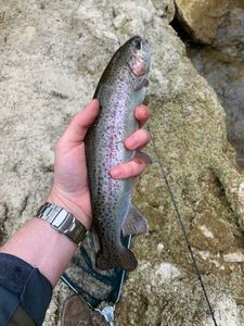 Rainbow Trout