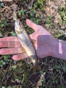 Brown Trout