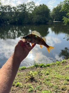 European Perch