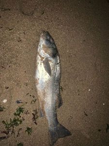European Bass (Seabass)