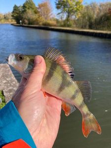 European Perch