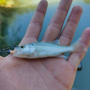 Largemouth Bass