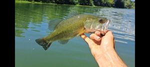 Largemouth Bass