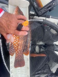 Ballan Wrasse