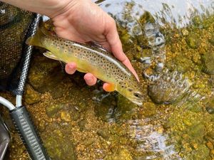 Brown Trout
