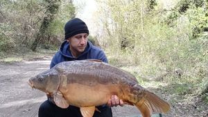 Mirror Carp