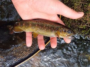 Brown Trout