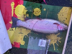 Rainbow Trout