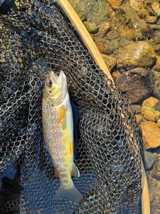 Brown Trout