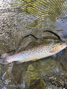 Brown Trout
