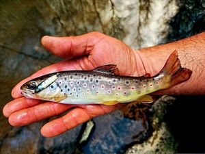 Brown Trout