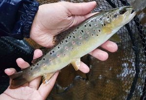 Brown Trout