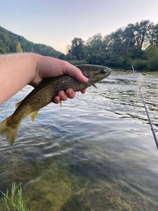 Brown Trout