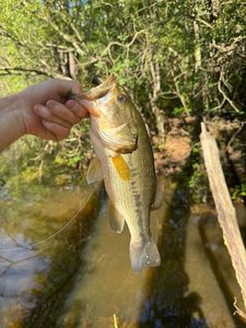 Largemouth Bass