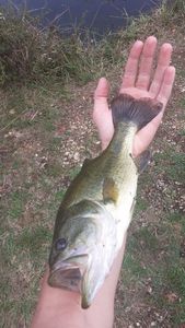 Largemouth Bass