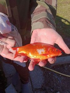African Red Snapper