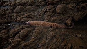 Mediterranean Moray