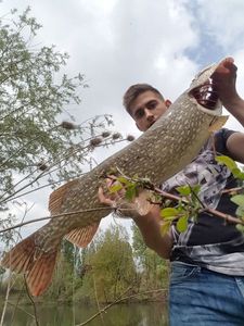 Northern Pike