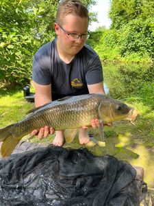 Common Carp