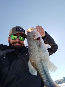 Smallmouth Bass