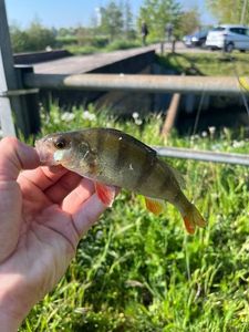 European Perch