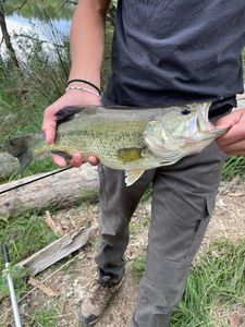 Largemouth Bass