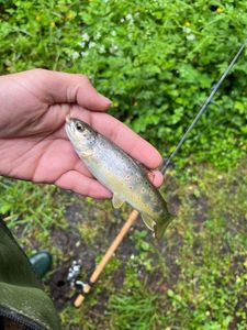 Brown Trout