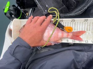 Red Porgy