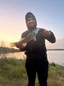 Zander