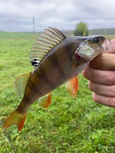 European Perch