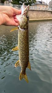 Northern Pike