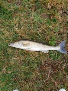 Zander