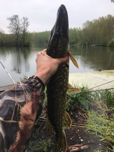 Northern Pike