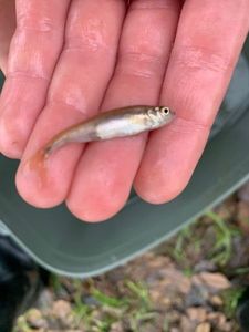 Common Minnow