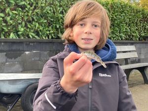 European Perch