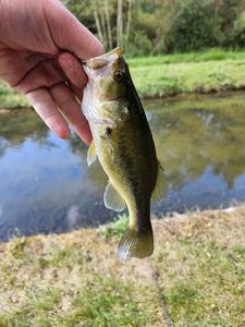 Largemouth Bass