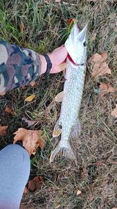 Northern Pike