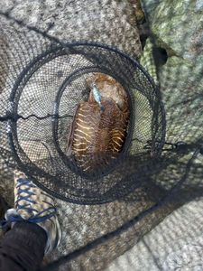 Common Cuttlefish