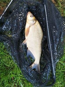 Common Bream