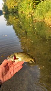 Largemouth Bass
